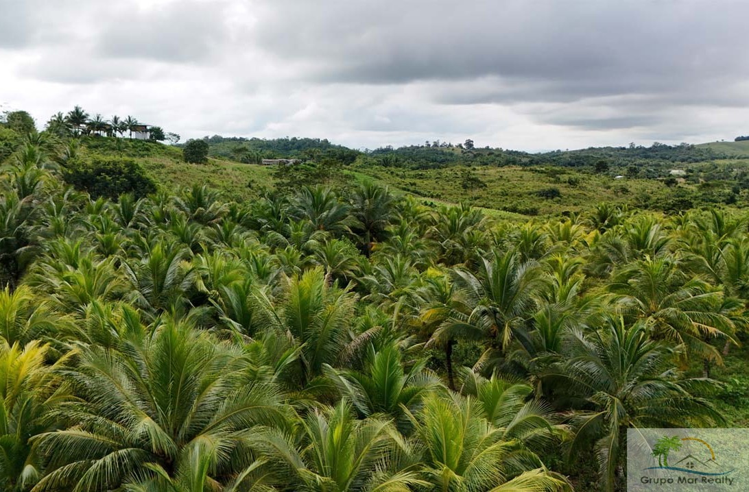 45.966 Acres in La Gracia Cayo District For Sale