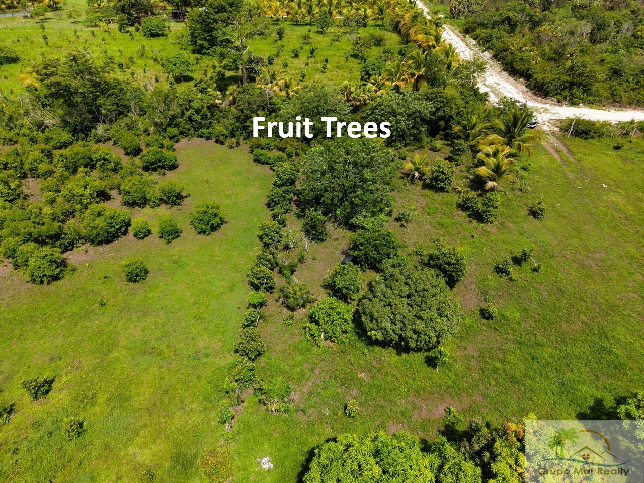 Belize 50 Acre Farm with Fruit Trees